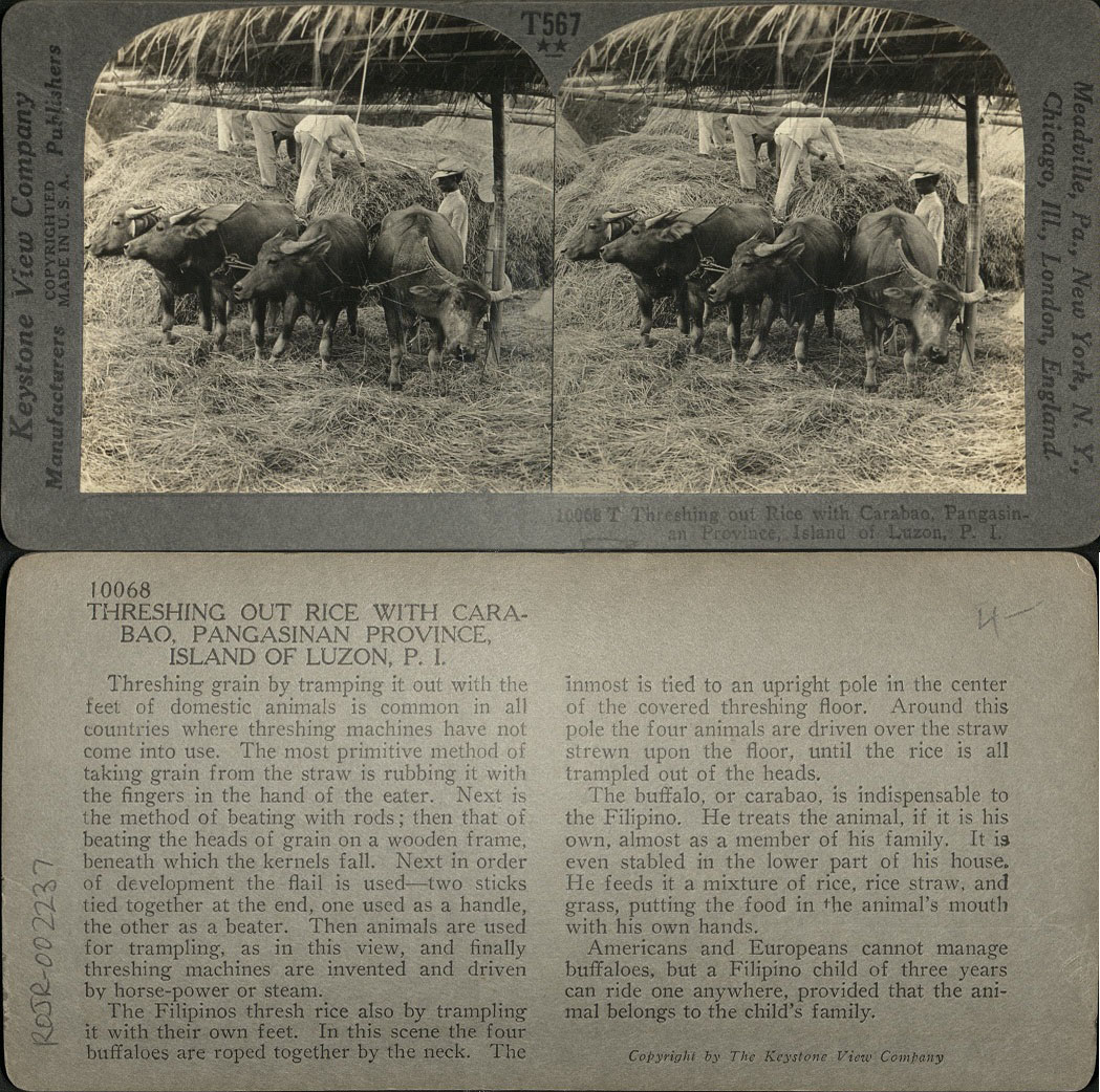 Threshing out Rice with Carabao, Pangasinan Province, Island of Luzon, P. I.